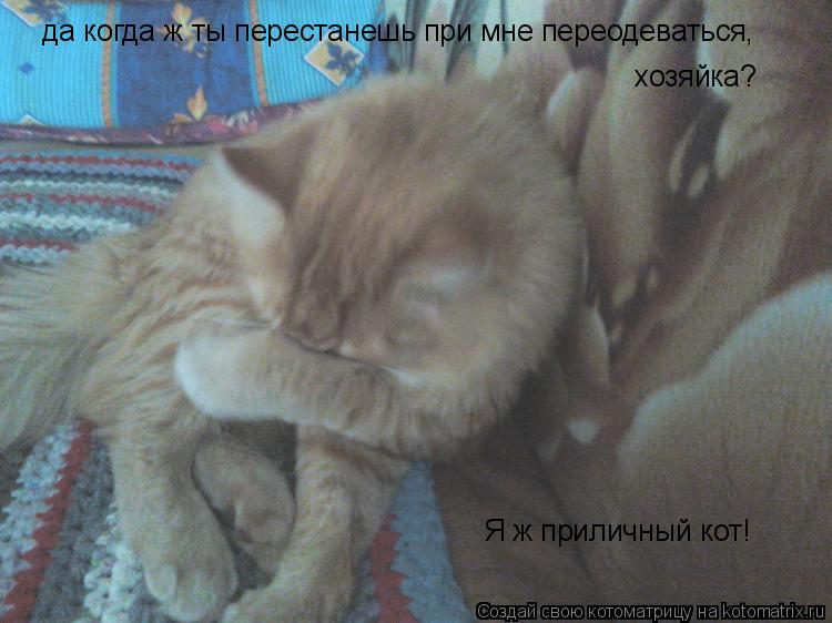 Котоматрица: да когда ж ты перестанешь при мне переодеваться, хозяйка? Я ж приличный кот!