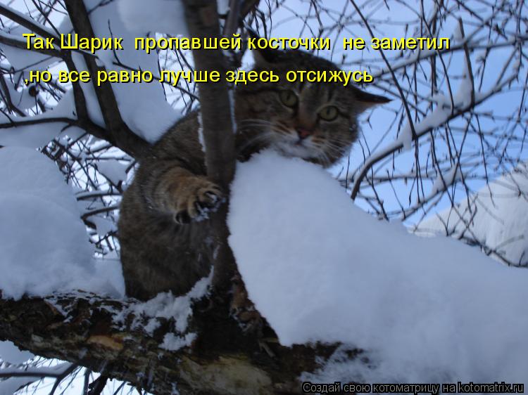 Котоматрица: Так Шарик  пропавшей косточки  не заметил ,но все равно лучше здесь отсижусь