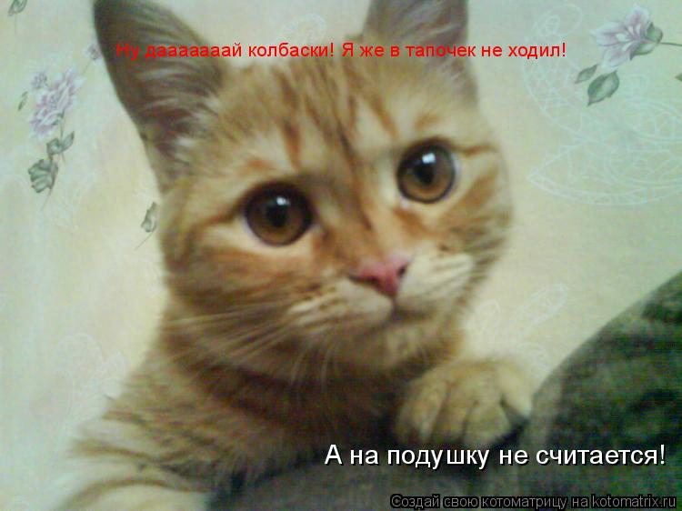 Котоматрица: Ну дааааааай колбаски! Я же в тапочек не ходил! А на подушку не считается!
