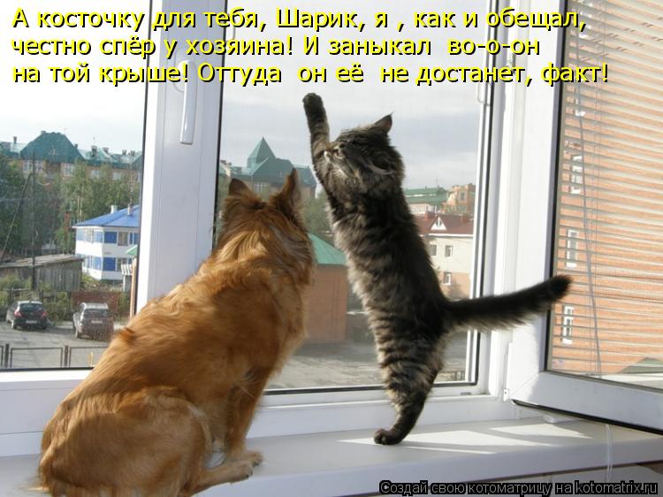Котоматрица: на той крыше! Оттуда  он её  не достанет, факт! А косточку для тебя, Шарик, я , как и обещал, честно спёр у хозяина! И заныкал  во-о-он