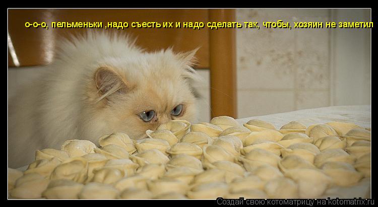 Котоматрица: о-о-о, пельменьки ,надо съесть их и надо сделать так, чтобы, хозяин не заметил
