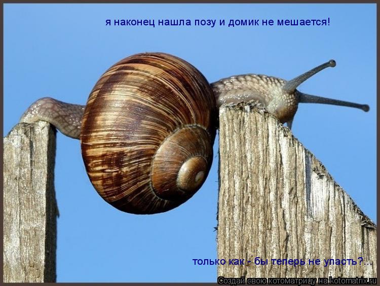 Котоматрица: я наконец нашла позу и домик не мешается! только как - бы теперь не упасть?...