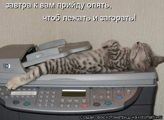 Котоматрица: завтра к вам прийду опять, чтоб лежать и загорать!