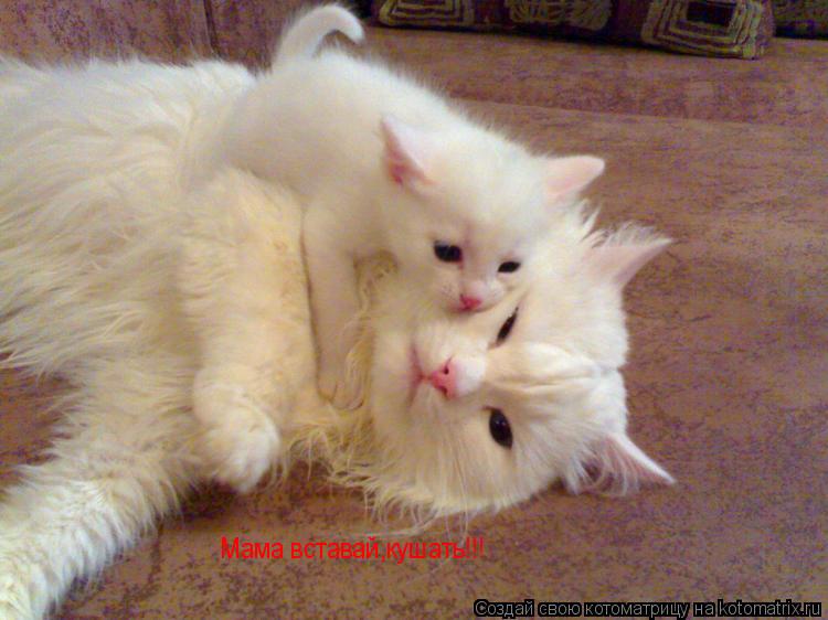Котоматрица: Мама вставай,кушать!!!