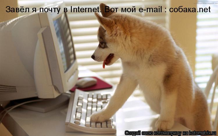 Котоматрица: Завёл я почту в Internet. Вот мой e-mail : собака.net