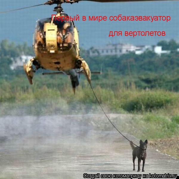 Котоматрица: Первый в мире собакаэвакуатор  для вертолетов