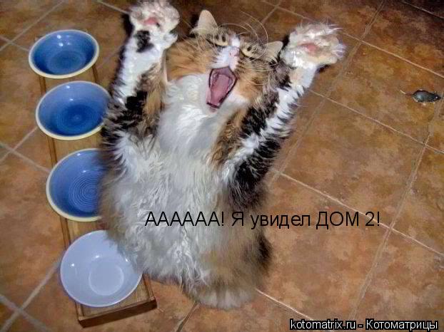 Котоматрица: АААААА! Я увидел ДОМ 2!