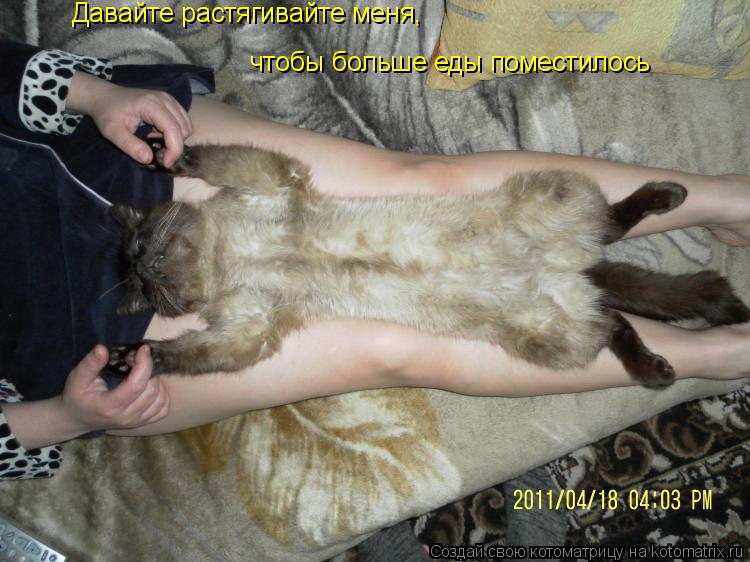 Котоматрица: Давайте растягивайте меня,  чтобы больше еды поместилось