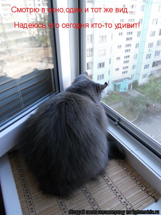 Котоматрица: Смотрю в окно,один и тот же вид... Надеюсь,что сегодня кто-то удивит!