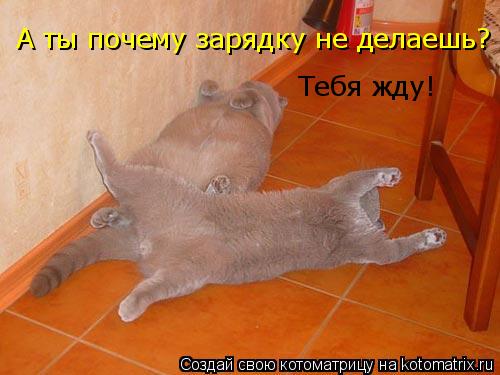 Котоматрица: А ты почему зарядку не делаешь? Тебя жду!