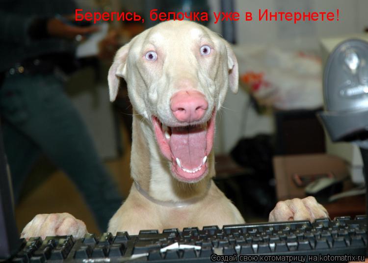 Котоматрица: Берегись, белочка уже в Интернете!