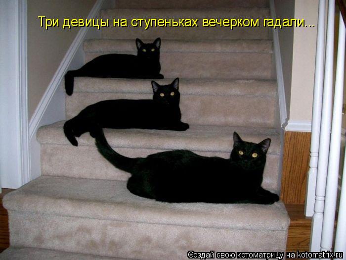 Котоматрица: Три девицы на ступеньках вечерком гадали...