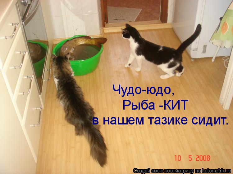 Котоматрица: Чудо-юдо, Рыба -КИТ в нашем тазике сидит.