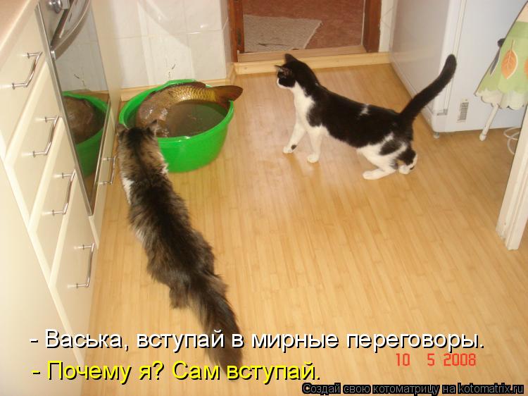 - Васька, вступай в мирные переговоры. - Почему я? Сам вступай.... Котоматрица: - Васька, вступай в мирные переговоры. - Почему я? Сам вступай.