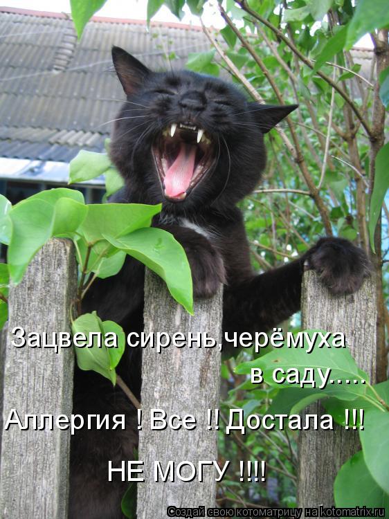 Зацвела сирень,черёмуха в саду..... Аллергия ! Все !! Достала !!! НЕ МОГУ !!!!... Котоматрица: Зацвела сирень,черёмуха в саду..... Аллергия ! Все !! Достала !!! НЕ МОГУ !!!!