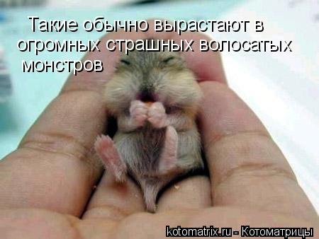 Котоматрица: Такие обычно вырастают в огромных страшных волосатых  монстров