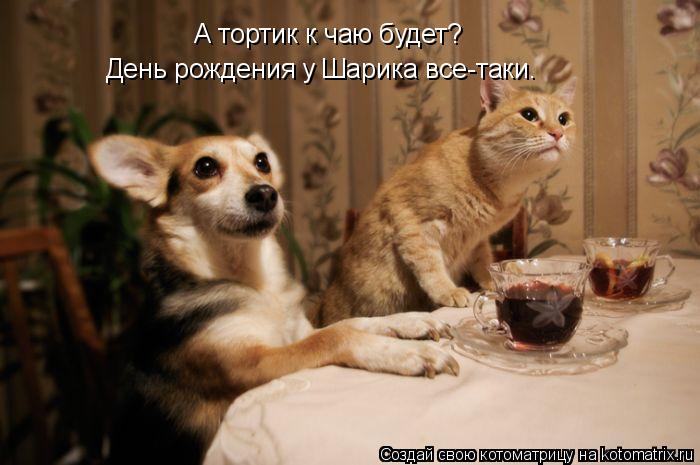 Котоматрица: А тортик к чаю будет? День рождения у Шарика все-таки.
