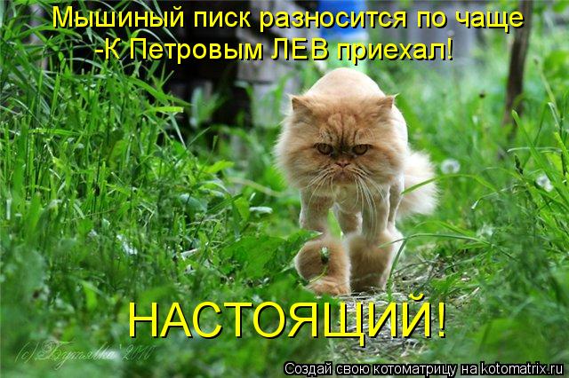 Мышиный писк разносится по чаще -К Петровым ЛЕВ приехал! НАСТОЯЩИЙ!... Котоматрица: Мышиный писк разносится по чаще -К Петровым ЛЕВ приехал! НАСТОЯЩИЙ!