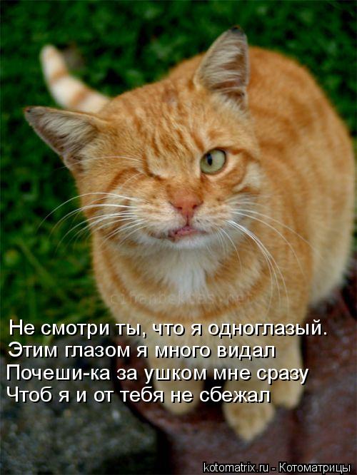 Котоматрица: Не смотри ты, что я одноглазый. Этим глазом я много видал Почеши-ка за ушком мне сразу Чтоб я и от тебя не сбежал