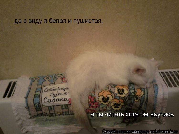 Котоматрица: а ты читать хотя бы научись да с виду я белая и пушистая,