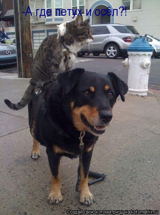 Котоматрица: -А где петух и осёл?!