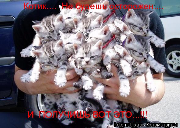 Котоматрица: Котик....  Не будешь осторожен.... И  ПОЛУЧИШЬ ВОТ ЭТО...!!!