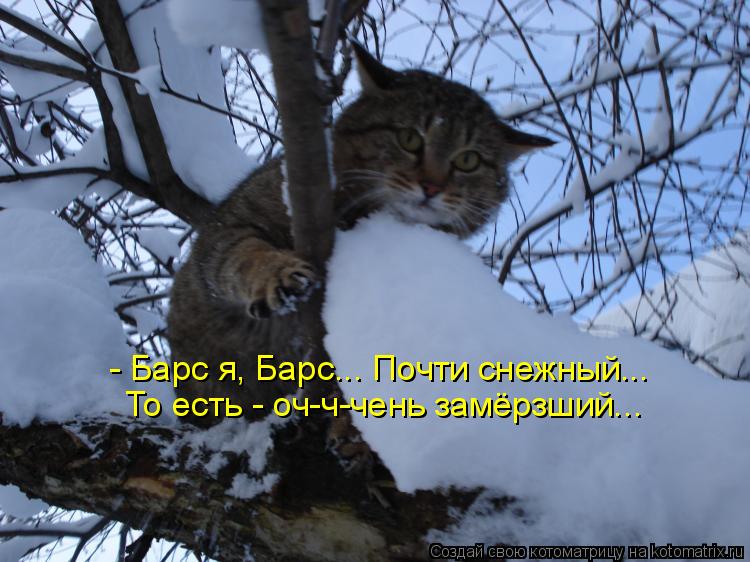 - Барс я, Барс... Почти снежный... То есть - оч-ч-чень замёрзший...... Котоматрица: - Барс я, Барс... Почти снежный... То есть - оч-ч-чень замёрзший...