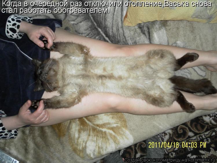Котоматрица: Когда в очередной раз отключили отопление,Васька снова стал работать обогревателем.