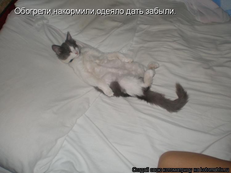 Котоматрица: Обогрели,накормили,одеяло дать забыли.