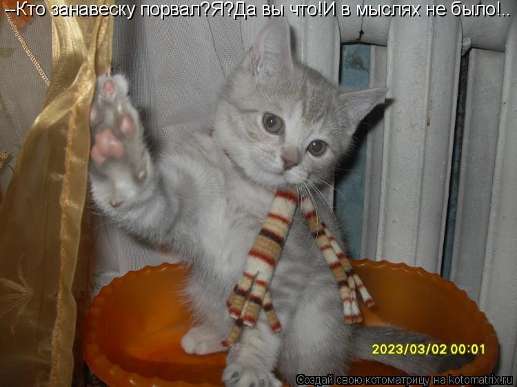 Котоматрица: --Кто занавеску порвал?Я?Да вы что!И в мыслях не было!..