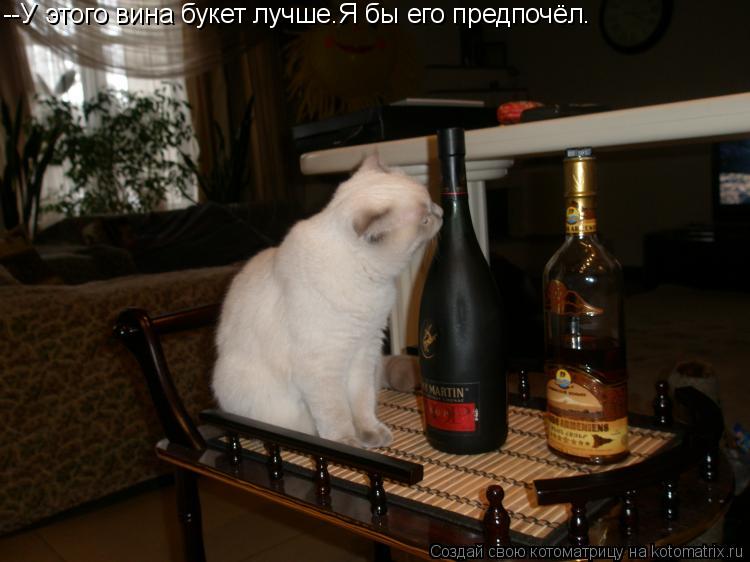 Котоматрица: --У этого вина букет лучше.Я бы его предпочёл.
