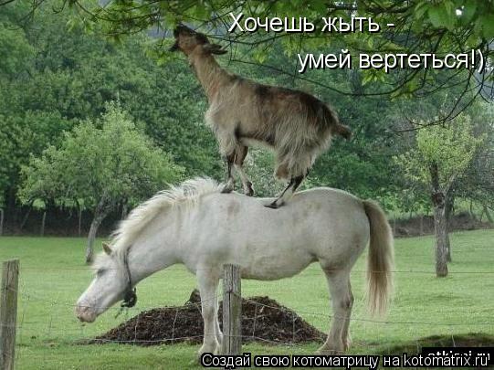 Котоматрица: Хочешь жыть -  умей вертеться!)