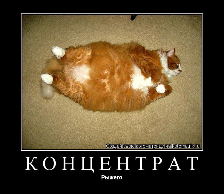 Котоматрица: Концентрат Рыжего