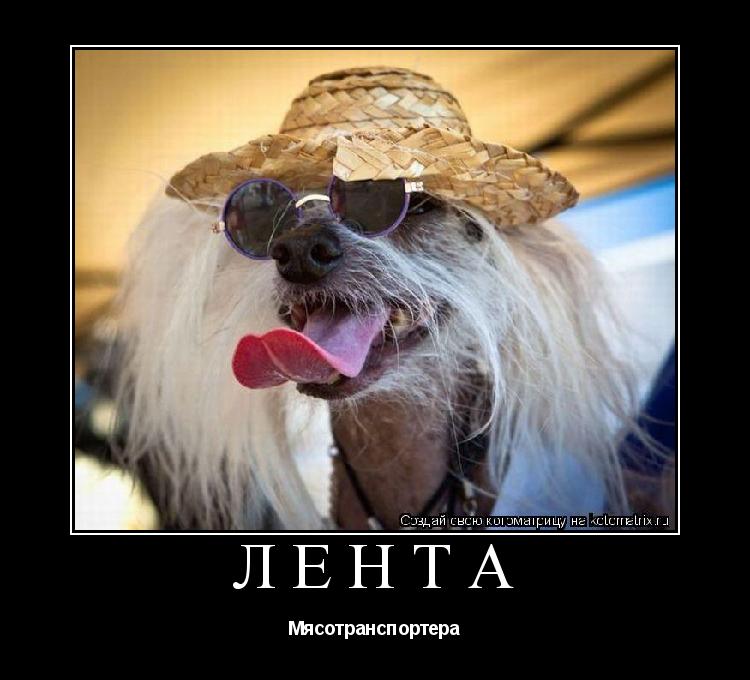 Котоматрица: Лента Мясотранспортера