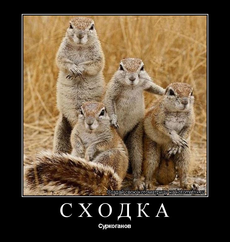 Котоматрица: Сходка Суркоганов