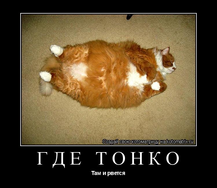 Котоматрица: Где тонко Там и рвется