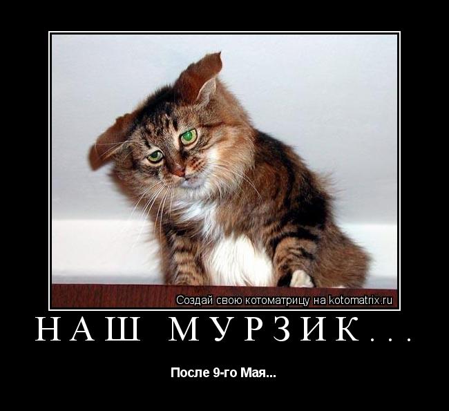 Котоматрица: Наш Мурзик... После 9-го Мая...