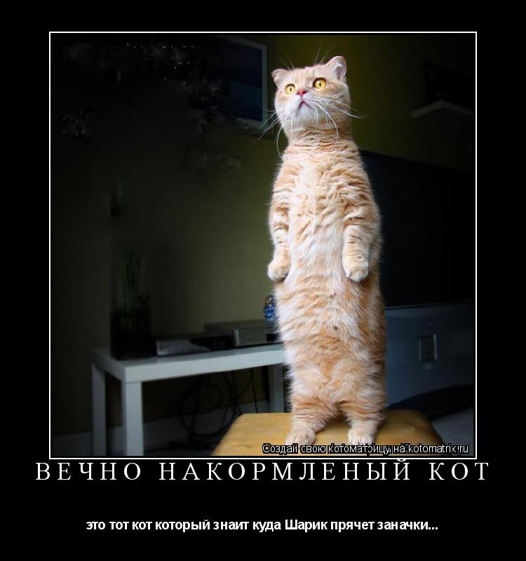 Котоматрица: Вечно накормленый кот это тот кот который знаит куда Шарик прячет заначки...