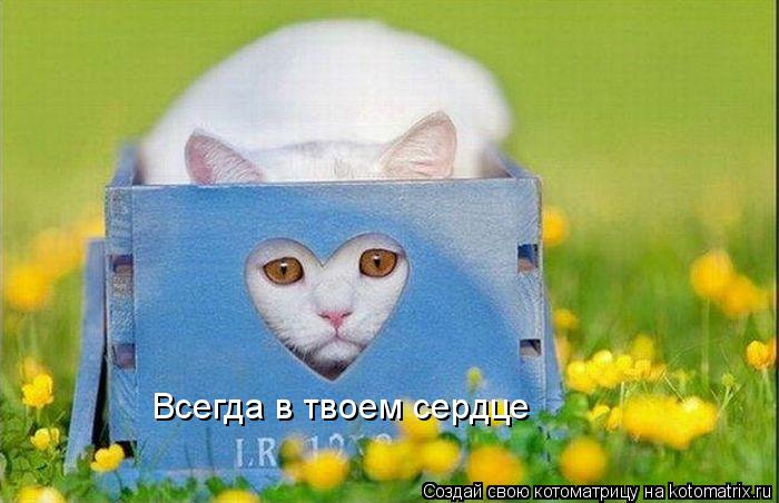 Котоматрица: Всегда в твоем сердце