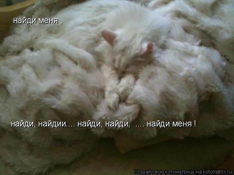 Котоматрица: найди меня ,  найди, найдии.... найди, найди,  .... найди меня !