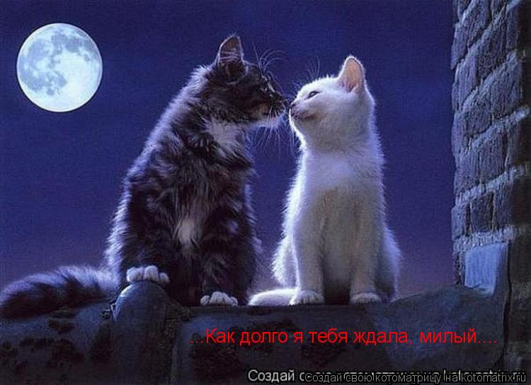 Котоматрица: ...Как долго я тебя ждала, милый....