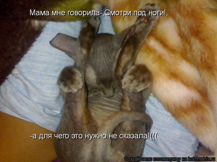 Котоматрица: Мама мне говорила-,Смотри под ноги!, -а для чего это нужно не сказала!(((