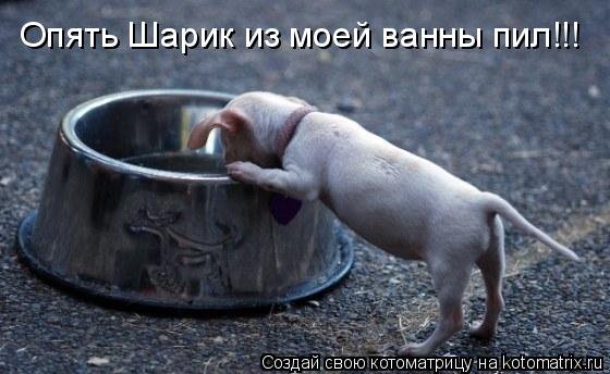 Опять Шарик из моей ванны пил!!!... Котоматрица: Опять Шарик из моей ванны пил!!!