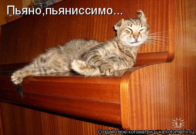 Котоматрица: Пьяно,пьяниссимо...