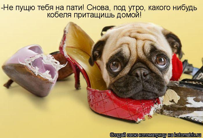 Котоматрица: -Не пущю тебя на пати! Снова, под утро, какого нибудь  кобеля притащишь домой!