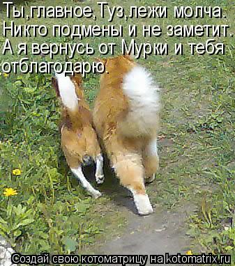 Котоматрица: Ты,главное,Туз,лежи молча. Никто подмены и не заметит. А я вернусь от Мурки и тебя отблагодарю.