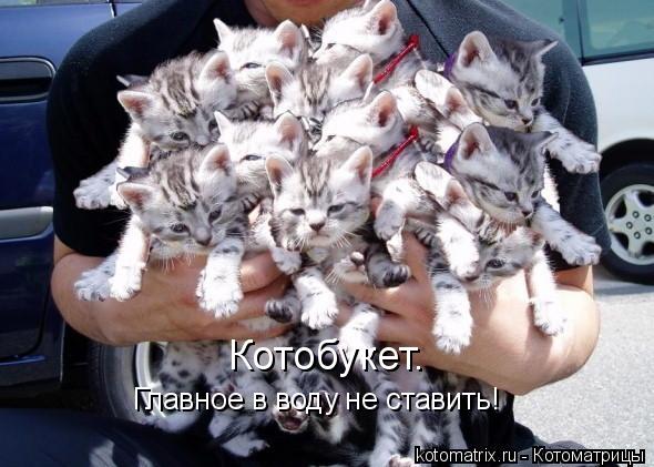 Котоматрица: Котобукет.  Главное в воду не ставить!