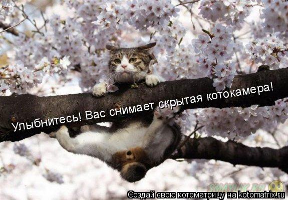 Котоматрица: Улыбнитесь! Вас снимает скрытая котокамера!