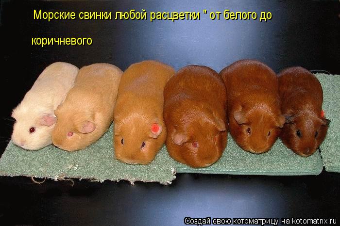 Котоматрица: Морские свинки любой расцветки " от белого до коричневого