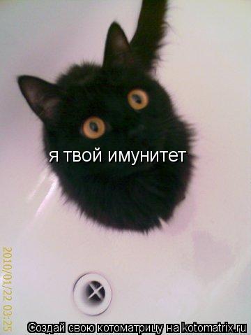 Котоматрица: я твой имунитет
